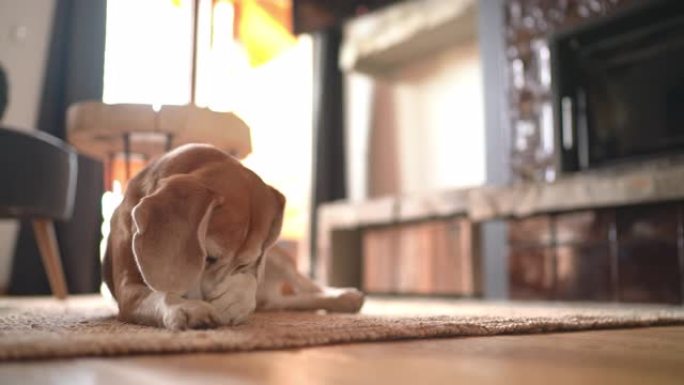 4k小猎犬躺在家里地板上的地毯上舔爪子