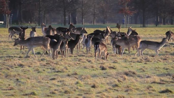 在一个寒冷的早晨，一群小鹿与爱尔兰的鸟鸣