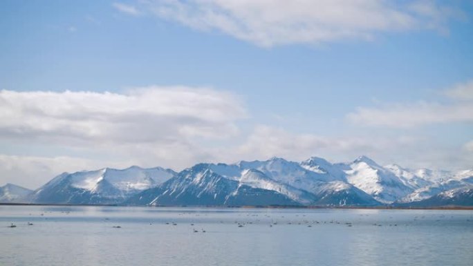 湖山景观中的白天鹅。冬天的天鹅冰岛。