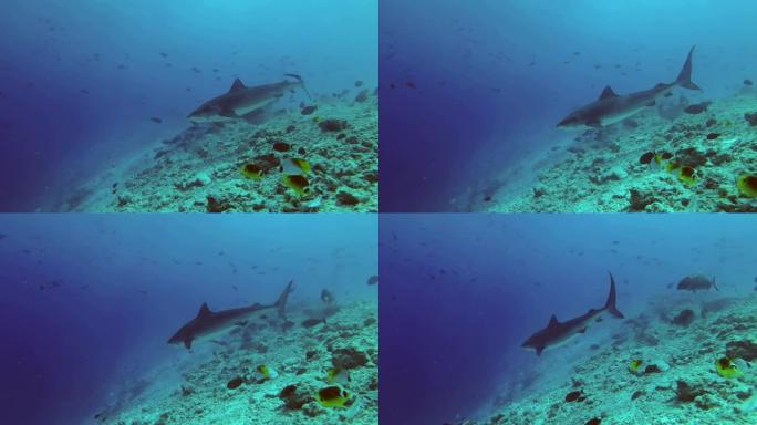 虎鲨拍着下巴在岩石海底游动。虎鲨，Galeocerdo cuvier，印度洋，富瓦赫穆拉环礁，老虎动