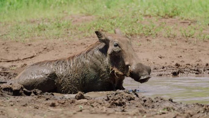 一只快乐的疣猪在被一只大猛禽吓了一跳之前在泥里打滚。当鸟从头顶飞过时，可以在地面上看到阴影。非洲野生