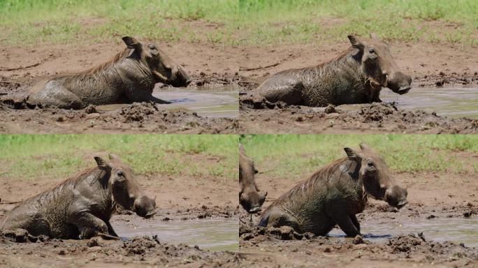 一只快乐的疣猪在被一只大猛禽吓了一跳之前在泥里打滚。当鸟从头顶飞过时，可以在地面上看到阴影。非洲野生