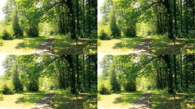 穿过橡树林的路径高清1920x1080