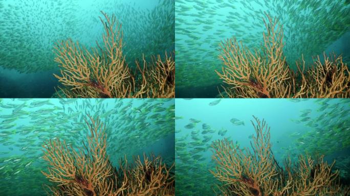 热带鱼学校 (Lutjanus lutjanus) 在Gorgonian扇珊瑚礁披披群岛上游泳