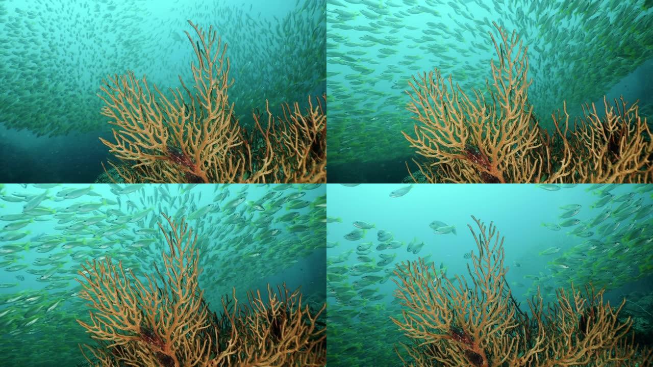 热带鱼学校 (Lutjanus lutjanus) 在Gorgonian扇珊瑚礁披披群岛上游泳