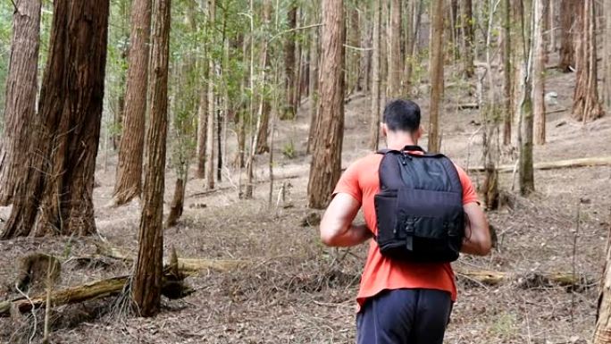 跟随年轻的徒步旅行者背着背包，穿过松树林的高大树木上山。男性背包客在pinery的斜坡上行走。Man