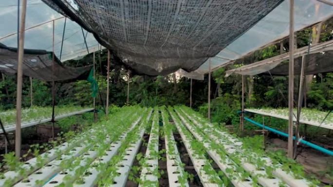 4k水培园艺以上种植表，准备收获产品，蔬菜种植，栽培表，种植芹菜，绿叶蔬菜，市场需求。食品市场，植物