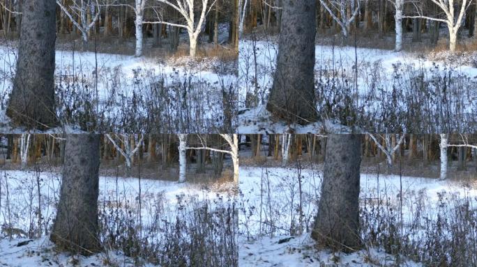 黄昏时分的白雪皑皑的田野，狐狸穿过干涸的树枝
