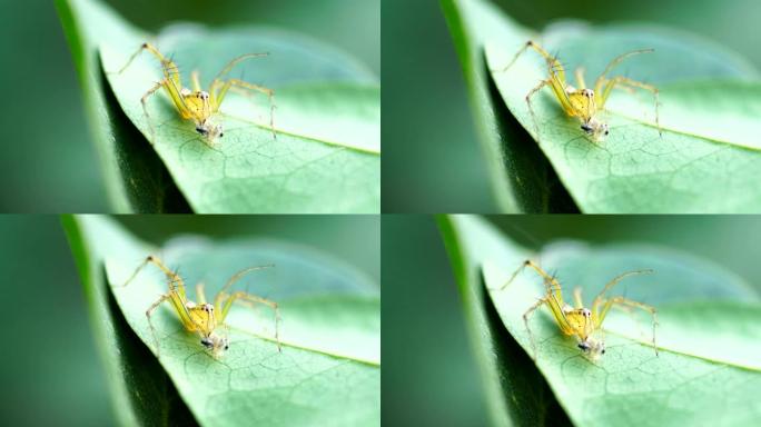 跳跃蜘蛛微距实拍特写展示小虫