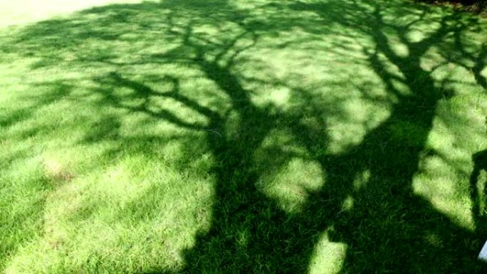 树的阴影延时生长时间通过树的生长