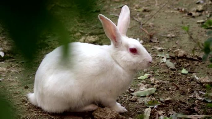 无辜的白兔白兔