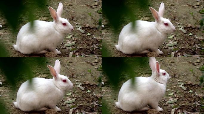 无辜的白兔白兔