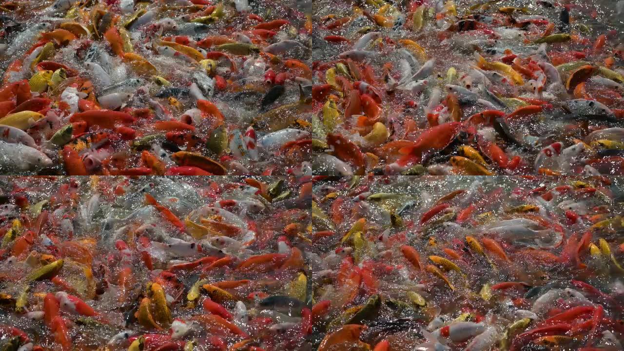 花式鲤鱼锦鲤鱼在多种颜色中游泳
