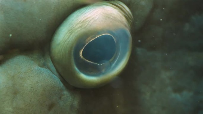 鱼石斑鱼眼的特写