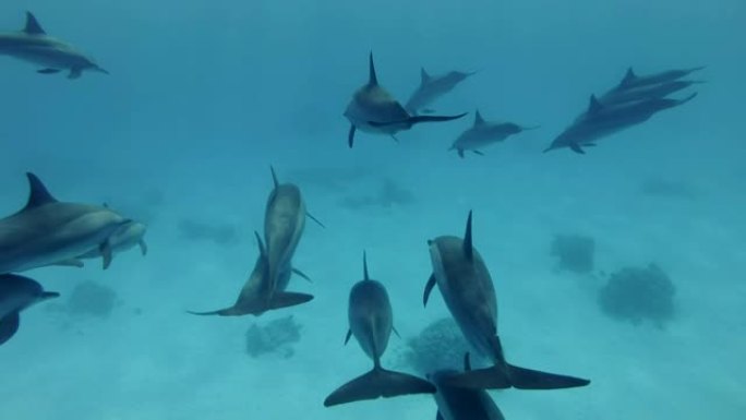 两小群海豚联合在一个吊舱中。旋转海豚 (Stenella longirostris)，水下射击，跟随