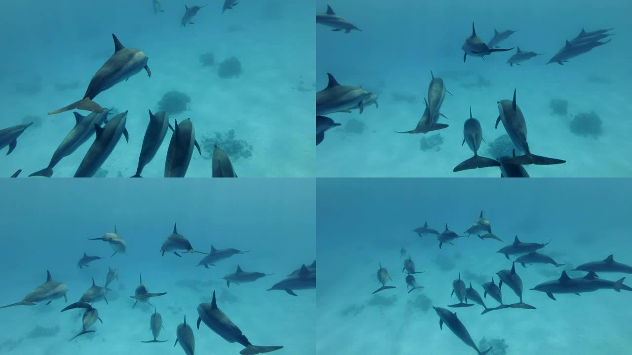 两小群海豚联合在一个吊舱中。旋转海豚 (Stenella longirostris)，水下射击，跟随