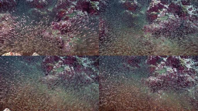 水下珊瑚礁上的玻璃鱼 (Parambassis ranga) 鱼群