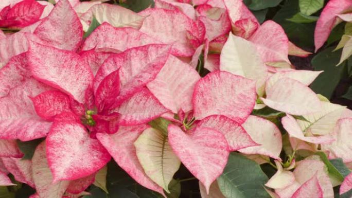 Red and White Poinsettia Christmas / Holiday Displ