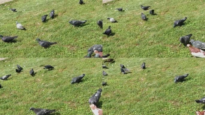 城市鸽子在草地上吃饭