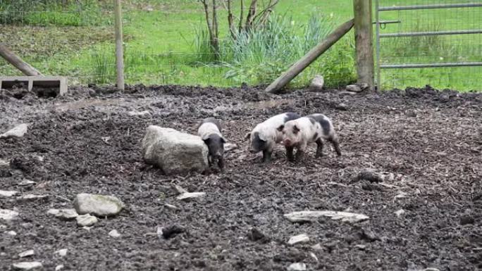 鞍背仔猪 (sus scrofa domesticus) 在泥泞的猪圈中玩耍
