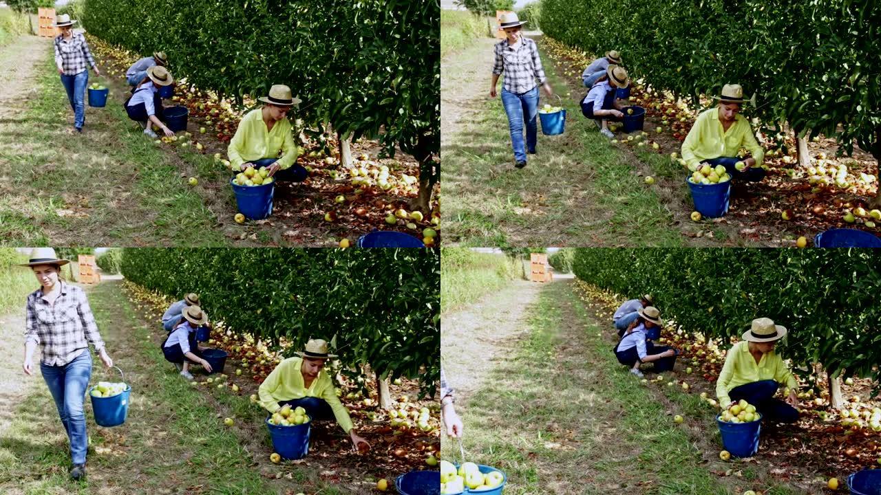 农场工人在水果园采摘苹果