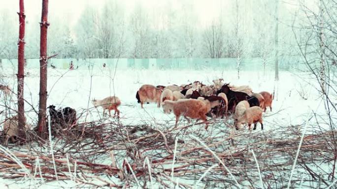 在田野里下雪的冬季牧场上放牧山羊群。山羊走路和吃树上的树皮