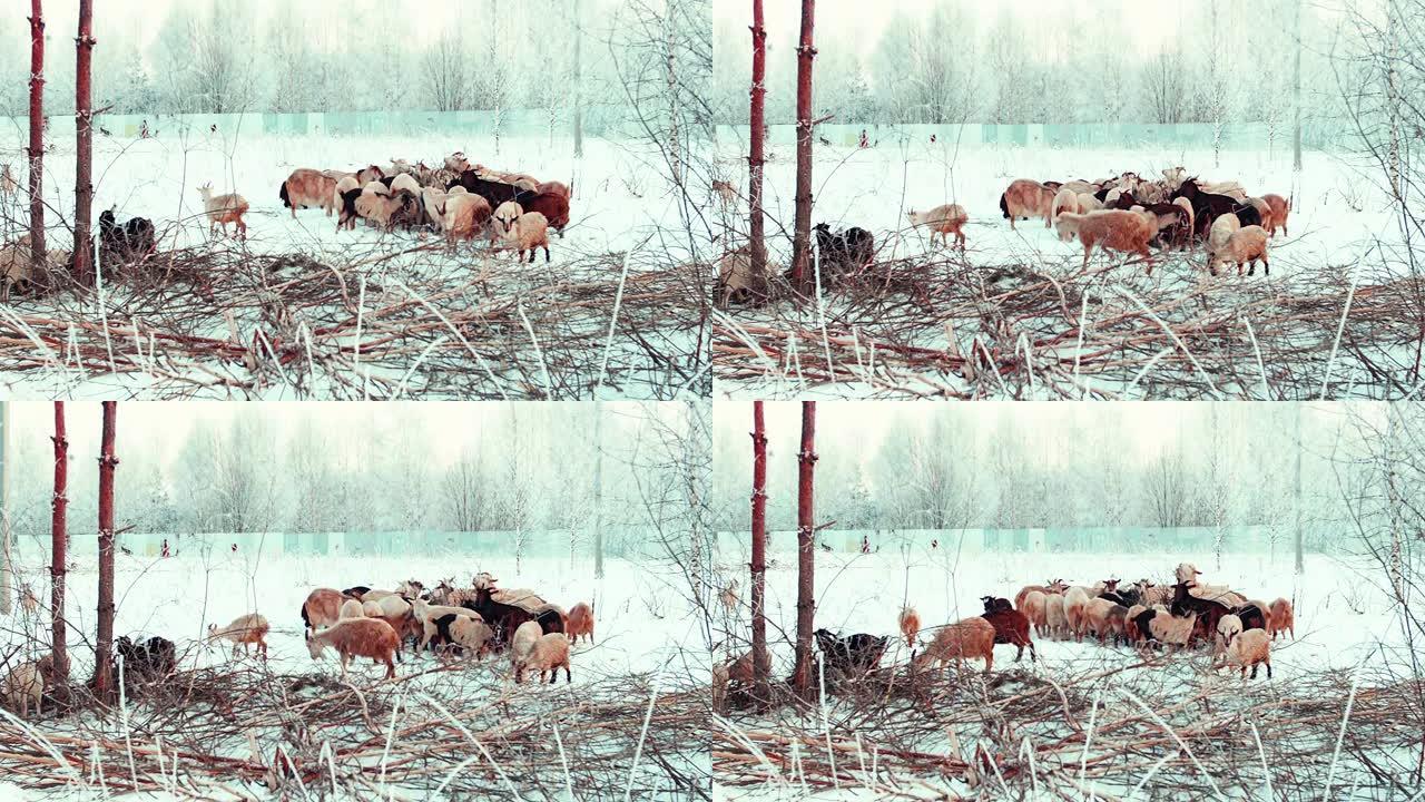 在田野里下雪的冬季牧场上放牧山羊群。山羊走路和吃树上的树皮