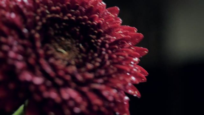 近景震红菊水滴清晨带水珠生命力红花缓动出