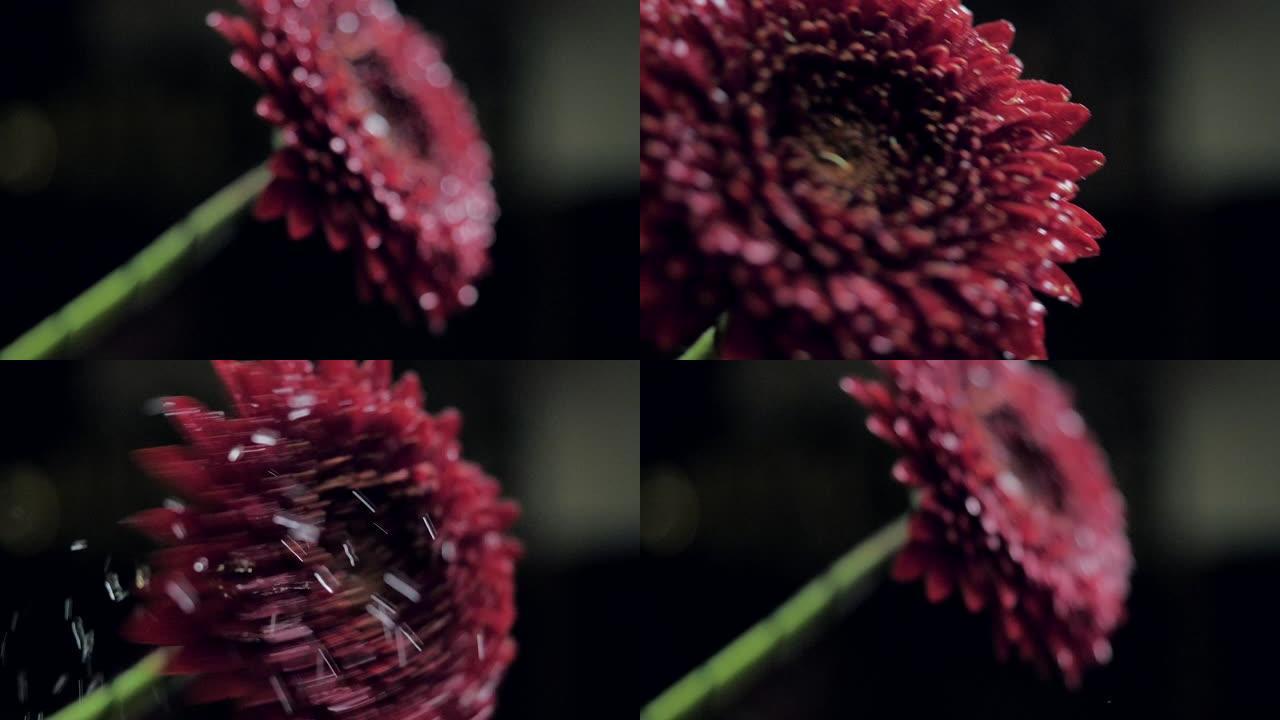 近景震红菊水滴清晨带水珠生命力红花缓动出