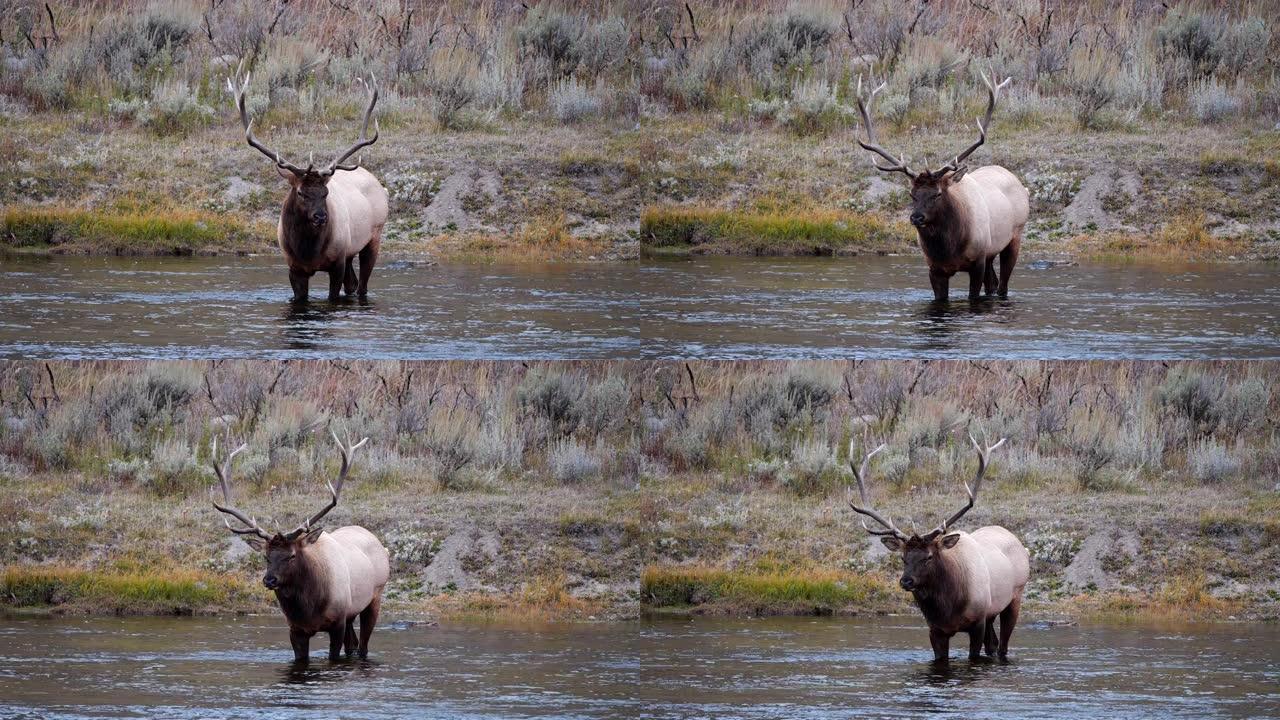 麋鹿公牛站在黄石的麦迪逊河
