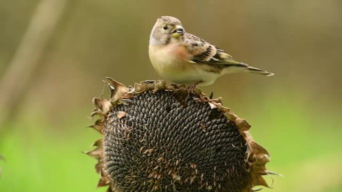 Female brambling on sunflower (Fringilla montifrin