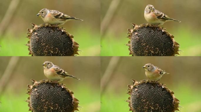 Female brambling on sunflower (Fringilla montifrin