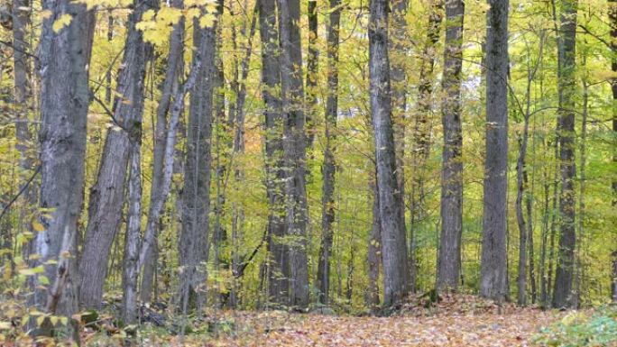 秋天，风吹落了加拿大森林中树木的最后一片叶子