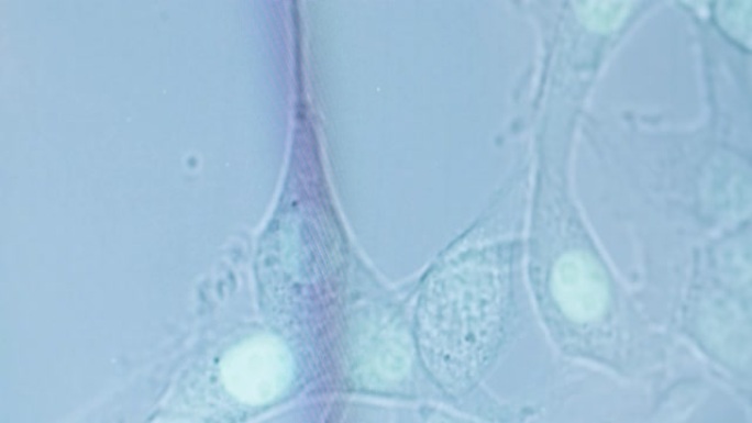 显微镜下移动的细菌的特写