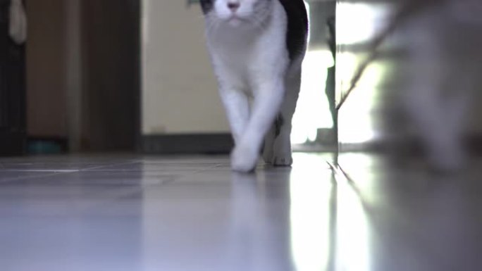 猫走路经过相机宠物