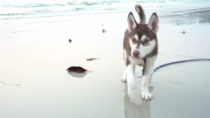 可爱的狗西伯利亚哈士奇品种在海滩上奔跑，玩得开心，放松