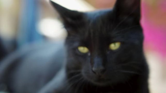 黑猫躺在长凳上。猫咪萌宠视频素材