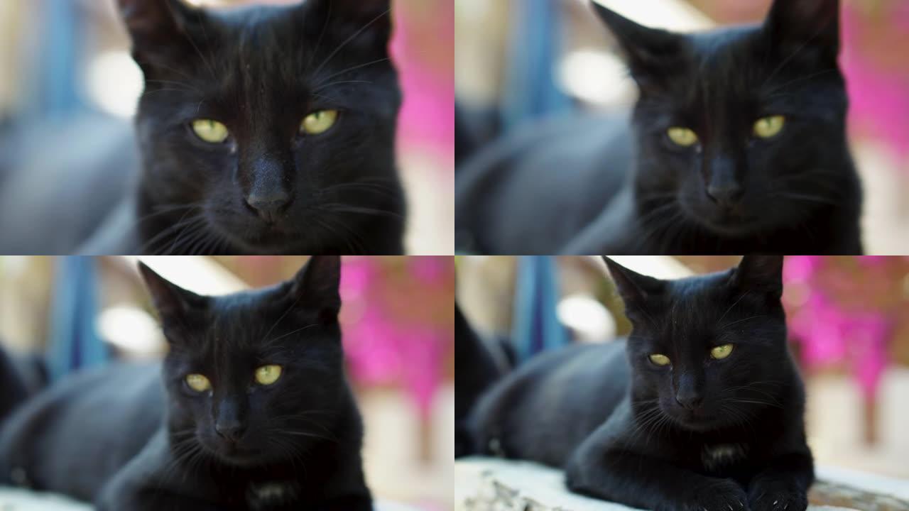 黑猫躺在长凳上。猫咪萌宠视频素材
