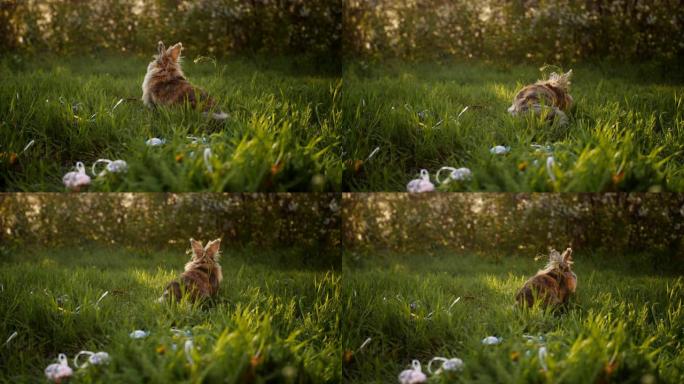 可爱的棕色小复活节兔子荷兰在复活节彩蛋附近吃草。特写镜头，慢动作