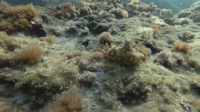 海兔在覆盖着藻类的岩石底部爬行。裸鳃目或海蛞蝓斑海兔 (Aplysia dactylomela)。水