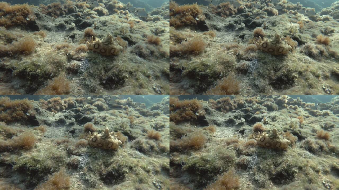 海兔在覆盖着藻类的岩石底部爬行。裸鳃目或海蛞蝓斑海兔 (Aplysia dactylomela)。水