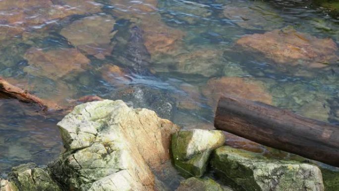 北美水獭 (otter canadensis)