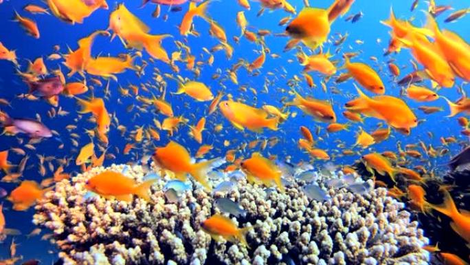 热带水下橙色蓝鱼热带鱼群海洋大海野生动物