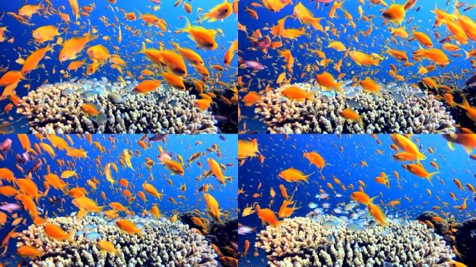 热带水下橙色蓝鱼热带鱼群海洋大海野生动物