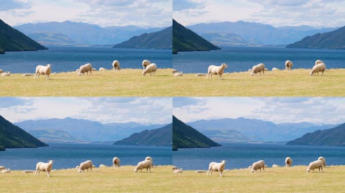 山景湖边的美景。一群绵羊在黄色草地上放牧