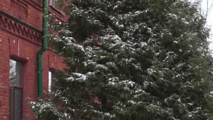 老红砖建筑附近的雪树18 19世纪的冬天白天下雪。俄罗斯帝国时期最古老的旅馆或旅舍为游客提供的是暴风