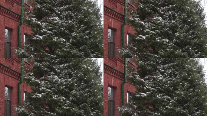 老红砖建筑附近的雪树18 19世纪的冬天白天下雪。俄罗斯帝国时期最古老的旅馆或旅舍为游客提供的是暴风