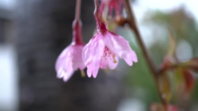 樱花在雨中绽放樱花在雨中绽放