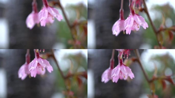 樱花在雨中绽放樱花在雨中绽放