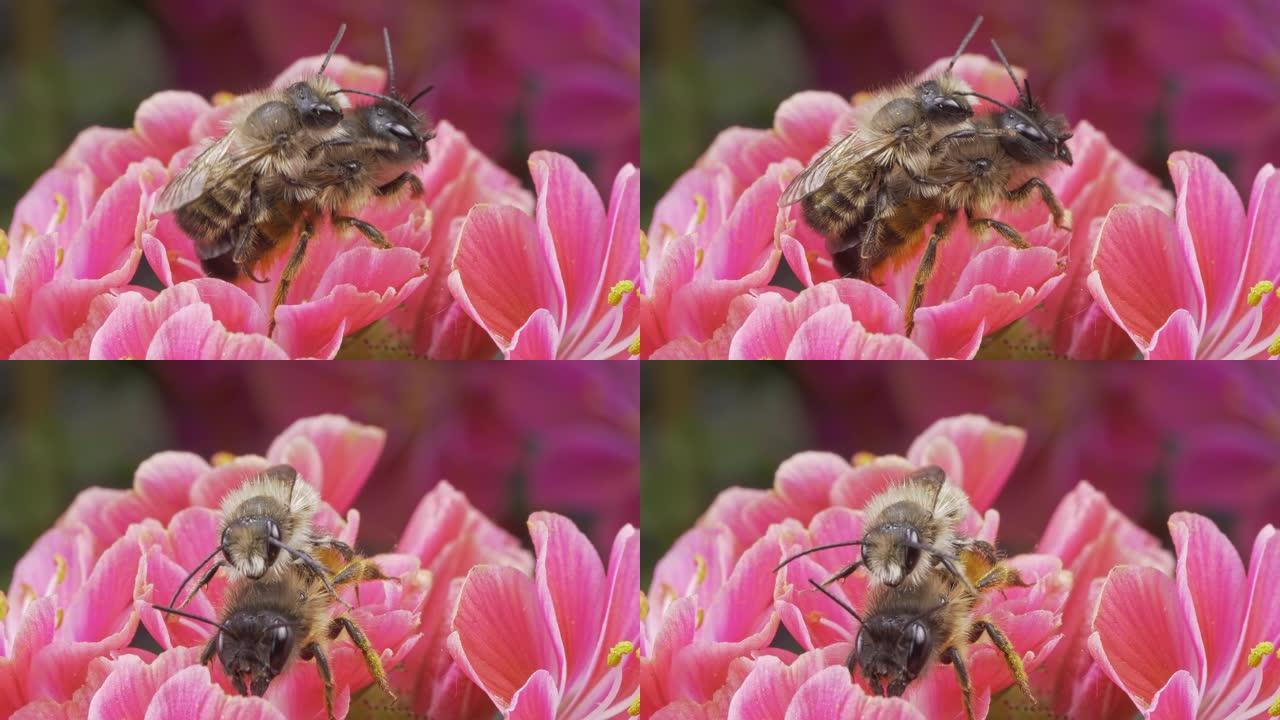 欧洲蜜蜂，蜜蜂在花微距拍摄4K上爬行